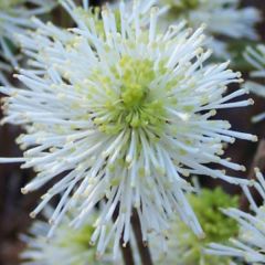 Fothergilla major (=Monticola)