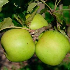 Säulenapfel Ballerin 'Gold Sensation'