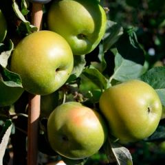 Säulenapfel Ballerin 'Green Sensation'