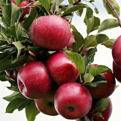 Säulenapfel Ballerin 'Mcintosh'