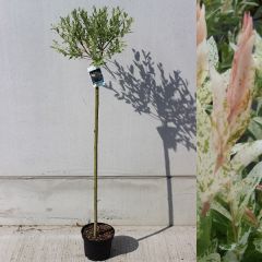 Salix integra ‘Hakuro Nishiki’