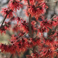 Hamamelis intermedia 'Diane'