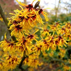 Hamamelis intermedia 'Orange Beauty'