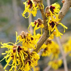 Hamamelis intermedia 'Pallida