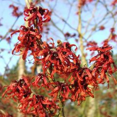 Hamamelis intermedia 'Ruby Glow'