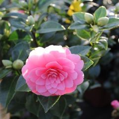 Kamelie 'Rosa'