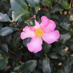 Kamelie 'Rosa'