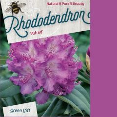 Rhododendron 'Alfred'