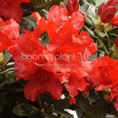 Rhododendron 'Baden Baden'