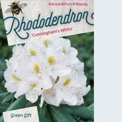 Rhododendron 'Cunninghams White'