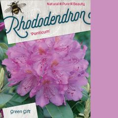 Rhododendron ponticum