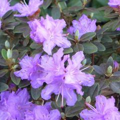 Rhododendron 'Ramapo'