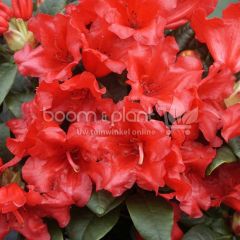 Rhododendron 'Scarlet Wonder'