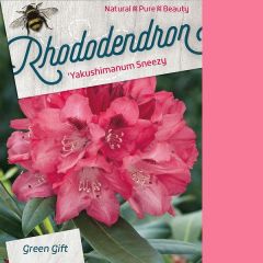 Rhododendron 'Sneezy'