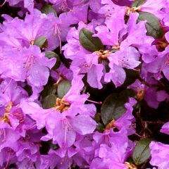 Rhododendron 'Praecox'