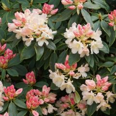 Rhododendron 'Golden Torch'