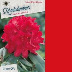 Rhododendron 'Markeeta's Prize'