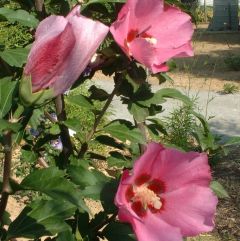 Garteneibisch 'Pink Giant'