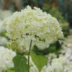 Hortensie 'Annabelle'