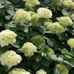 Hortensie 'Lime Rickey'