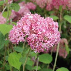 Hortensie 'Pink Annabelle'