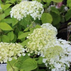 Hortensie 'Strong Annabelle'