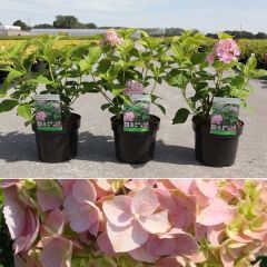 Hortensie 'Bouquet Rose'