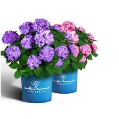 Hortensie 'Endless Summer Bloomstar Blue'®