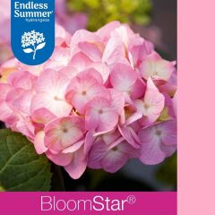 Hortensie 'Endless Summer Bloomstar Pink'®