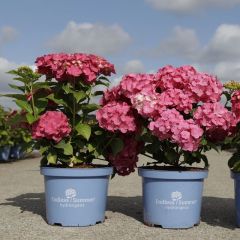 Hortensie 'Endless Summer® Summer Love' 