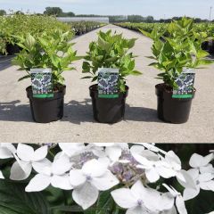 Bauernhortensie 'Lanarth White'