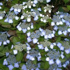 Bauernhortensie 'Mariesii Perf.