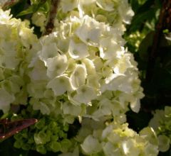 Gartenhortensie 'Mme Emile Mouillère