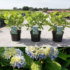 Gartenhortensie 'Nikko Blue' 