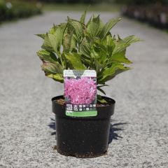 Gartenhortensie 'Princess Diana'®