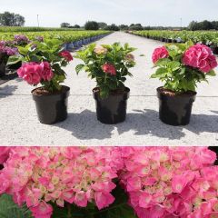 Gartenhortensie 'Red Baron' 