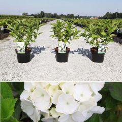 Gartenhortensie 'Sœur Thérèse' 