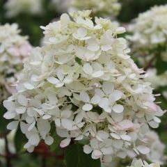 Rispenhortensie 'Diamond Rouge'®