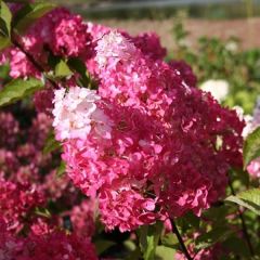 Rispenhortensie 'Fraise Melba'®