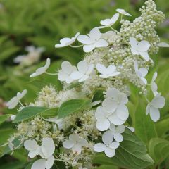 Rispenhortensie 'Kyushu'