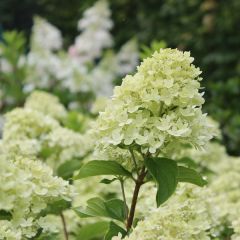 Rispenhortensie 'Little Lime'®