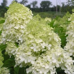 Rispenhortensie 'Phantom'