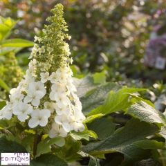 Eichenblatthortensie 'Jetstream'