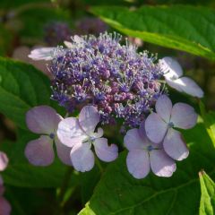 Hortensie 'Blue Bird'