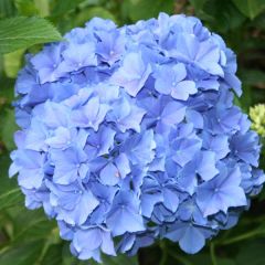 Bauern Horstensia 'Blauer Zwerg'