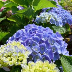 Bauernhortensie 'Bodensee'