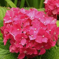 Bauernhortensie 'Deutschland'