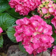 Bauernhortensie 'Glowing Embers' 