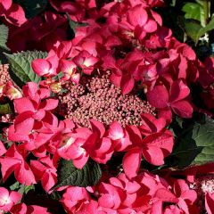 Bauernhortensie 'Kardinal''