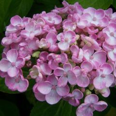 Bauernhortensie 'Ayesha' 